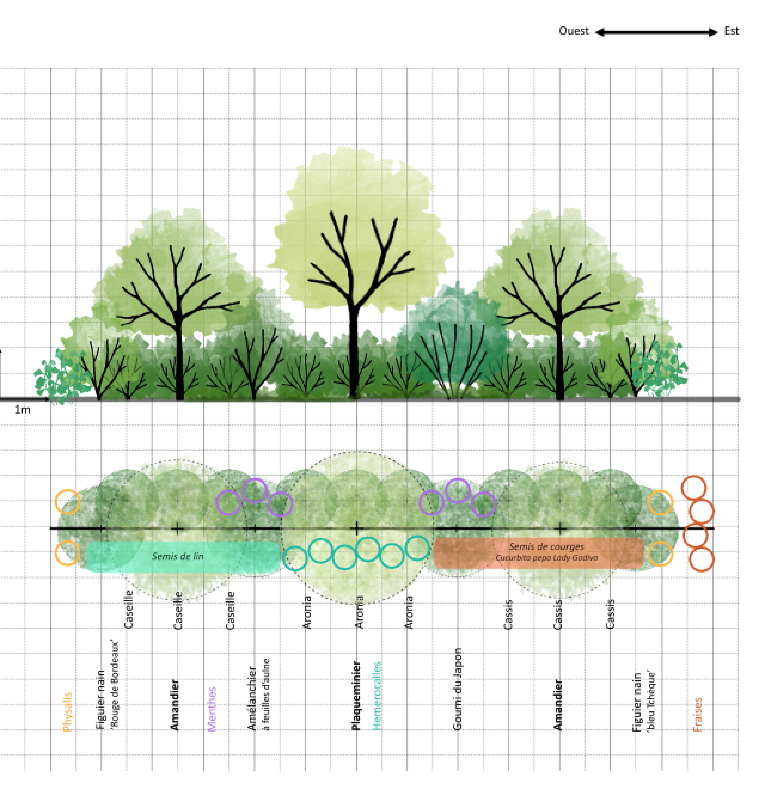 Exemple plantation de haie Exemple haie