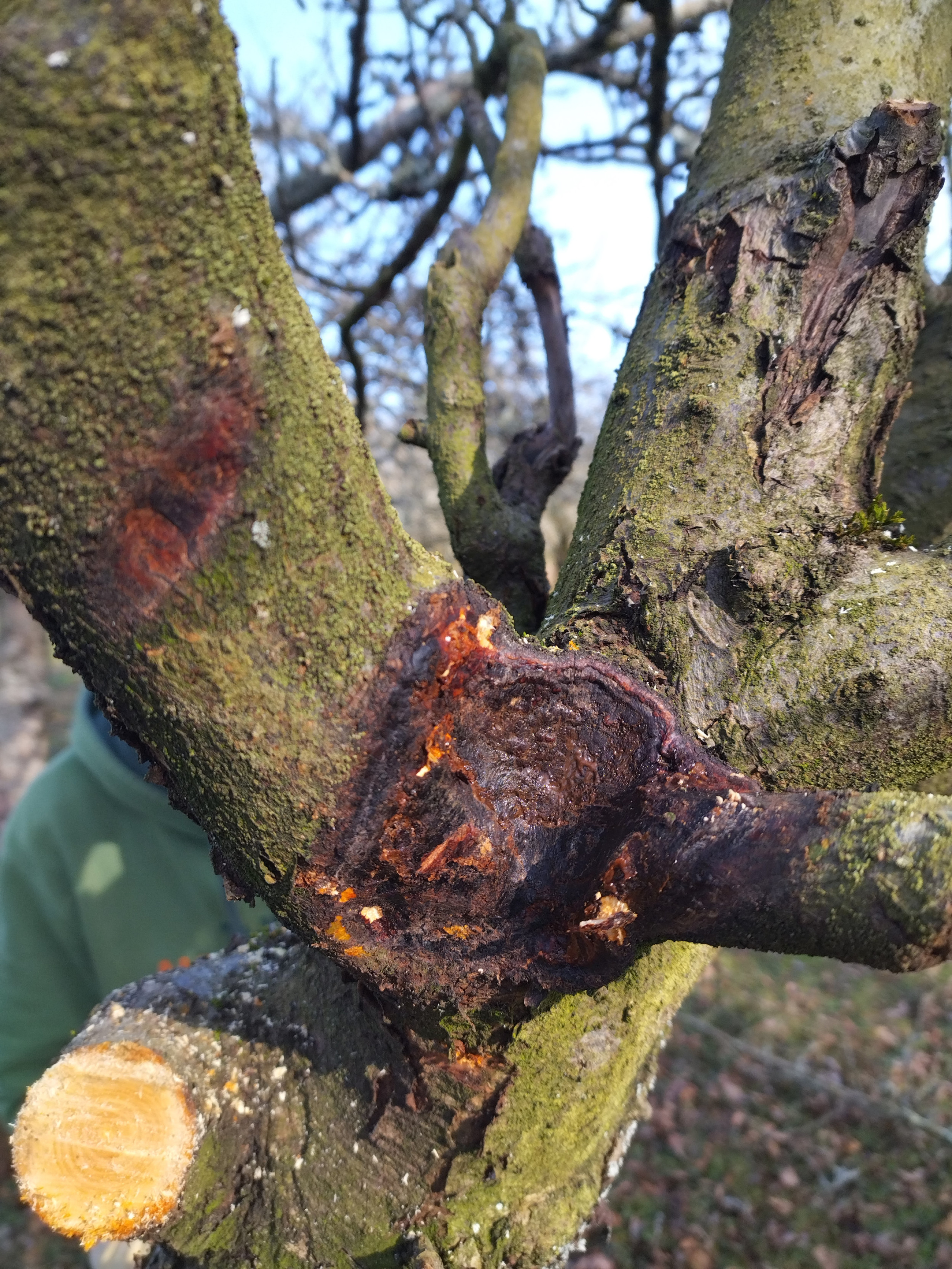 Taille de rajeunissement sur un pommier dans un verger abandonné pendant 20 ans. Blessure sur l'écorce d'un pommier