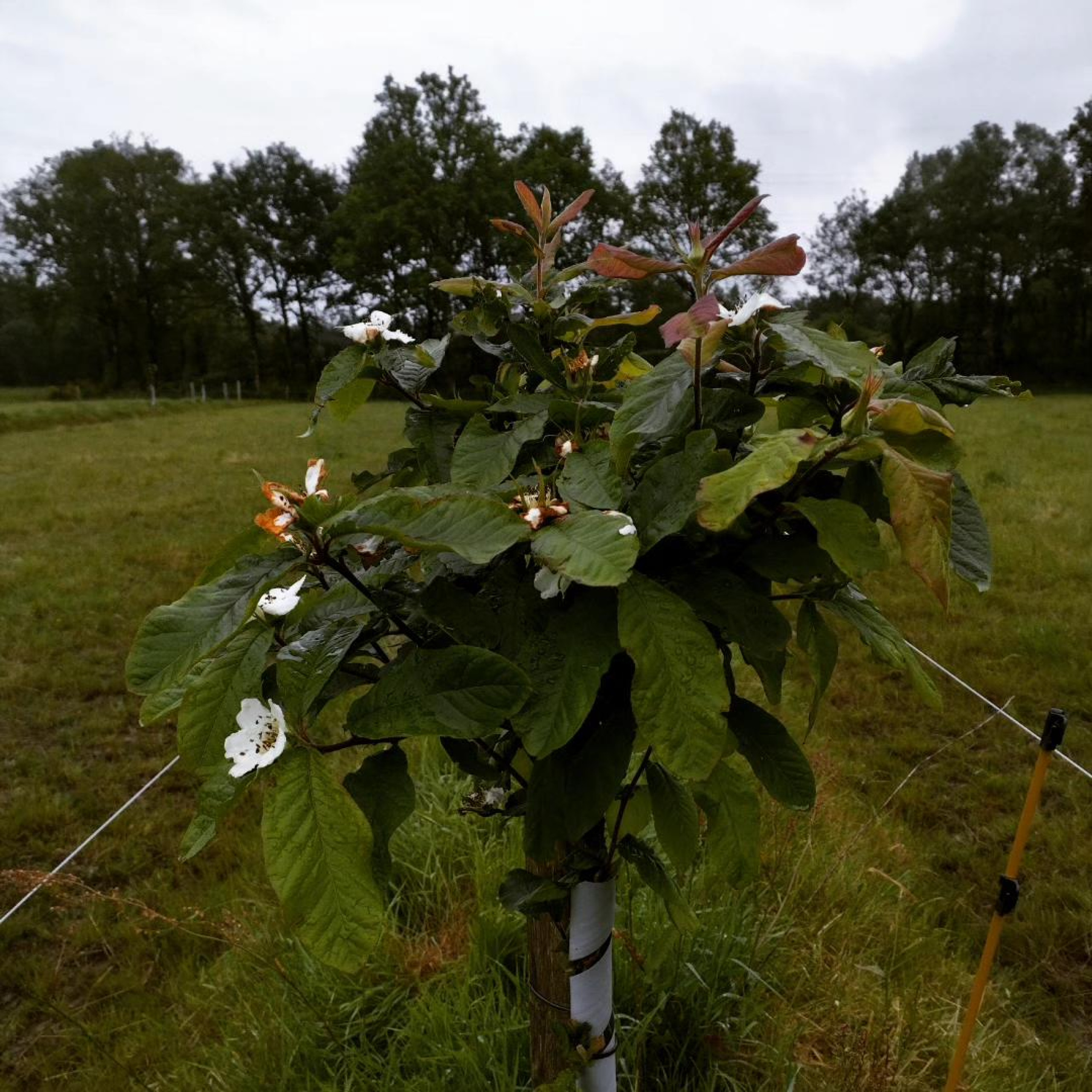 Néflier d'allemagne greffé en fleurs au printemps 2024. Agroforesterie sur une pâture de vaches allaitantes, ferme des 9 journaux, Bouguenais (44) Néflier d'allemagne dans une agroforesterie