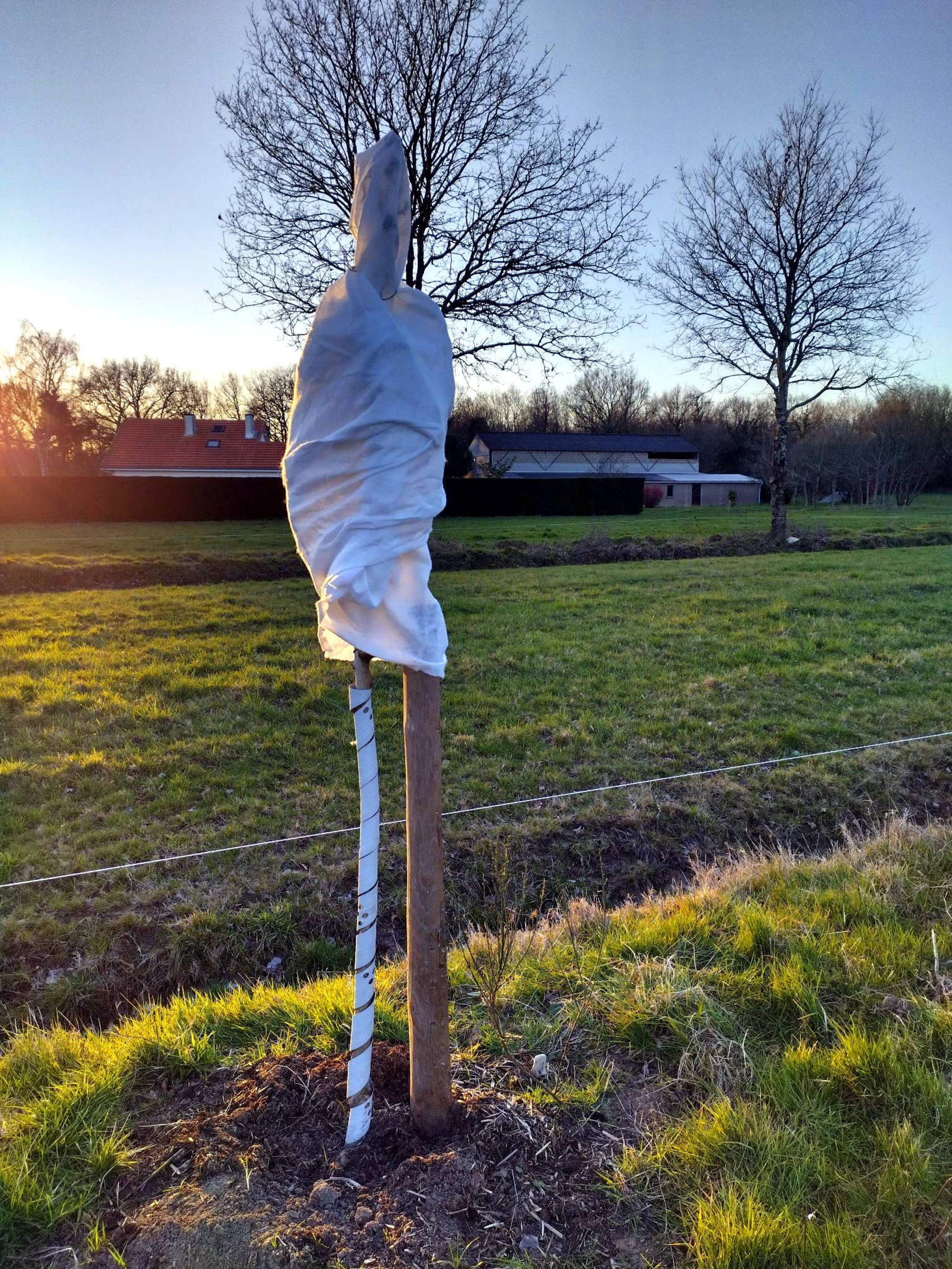 Protection contre le froid d'un azérolier, fruitier méditerranéen, hiver 2023. Agroforesterie sur une pâture de vaches allaitantes, ferme des 9 journaux, Bouguenais (44) Azérolier protégé contre le froid.