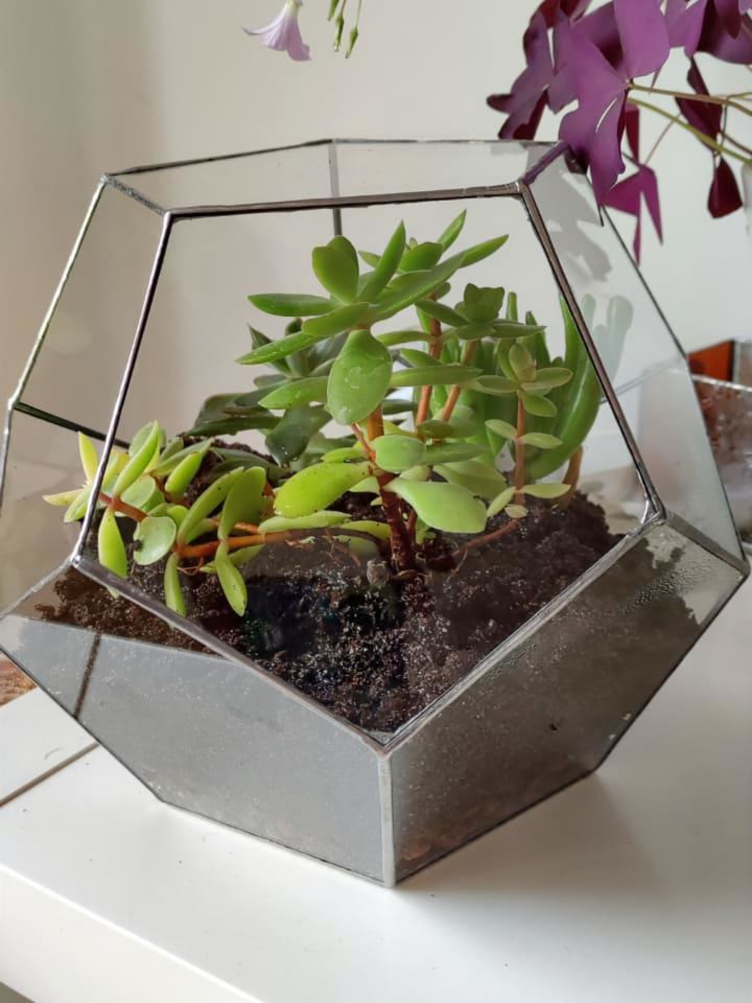 Terrarium en verre, forme dodécaèdre