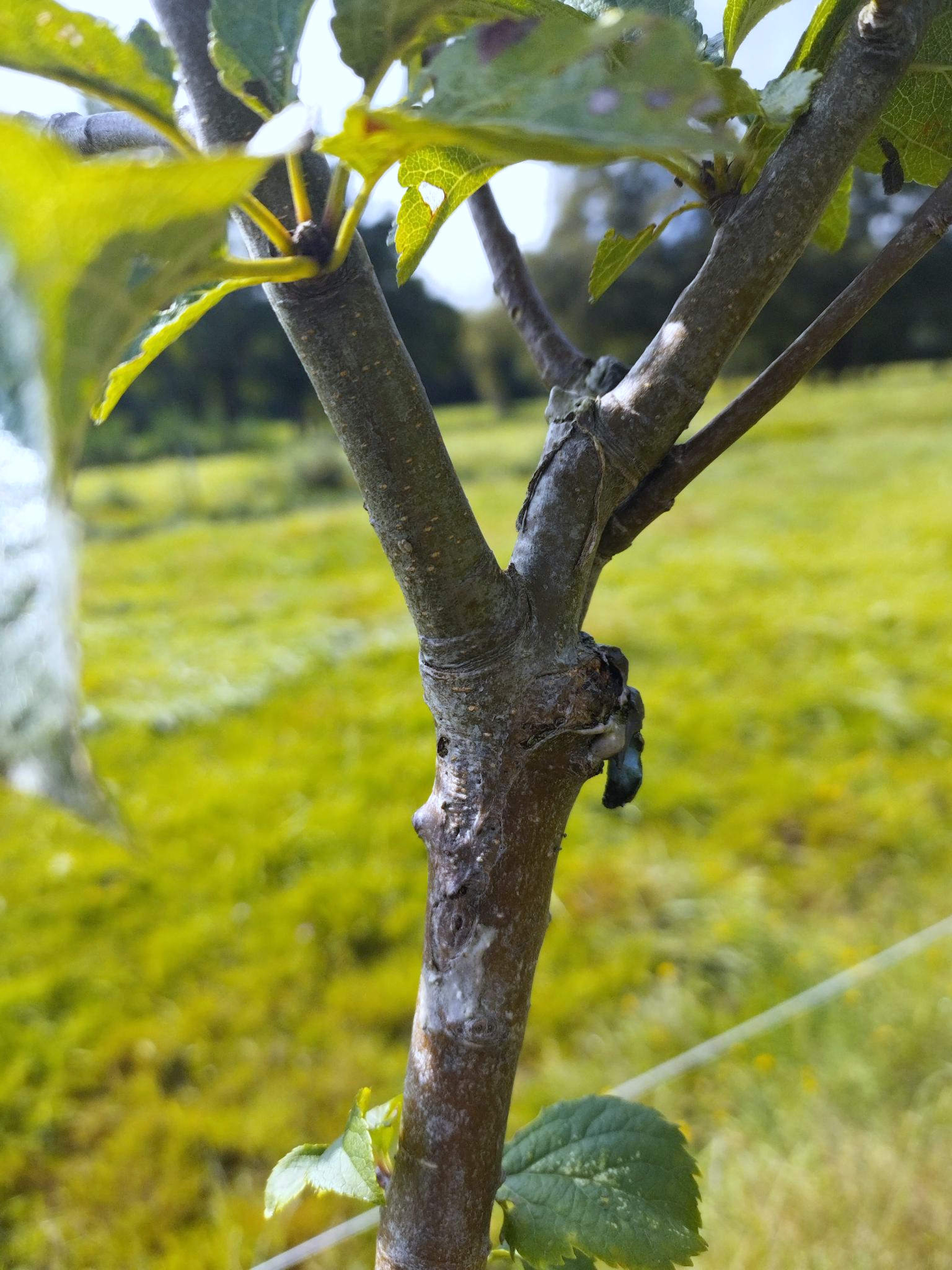 Détail d'une greffe en fente de Belle de Boskoop sur pommier sauvage Malus sylvestris .Agroforesterie sur une pâture de vaches allaitantes, ferme des 9 journaux, Bouguenais (44) détail d'une greffe en fente de Belle de Boskoop sur pommier sauvage Malus sylvestris